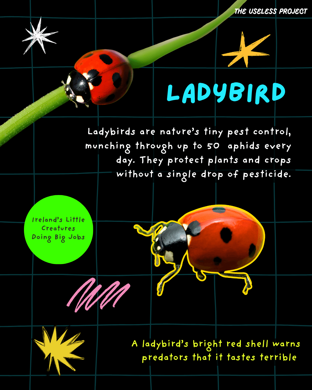 Irish Insects - Image 5