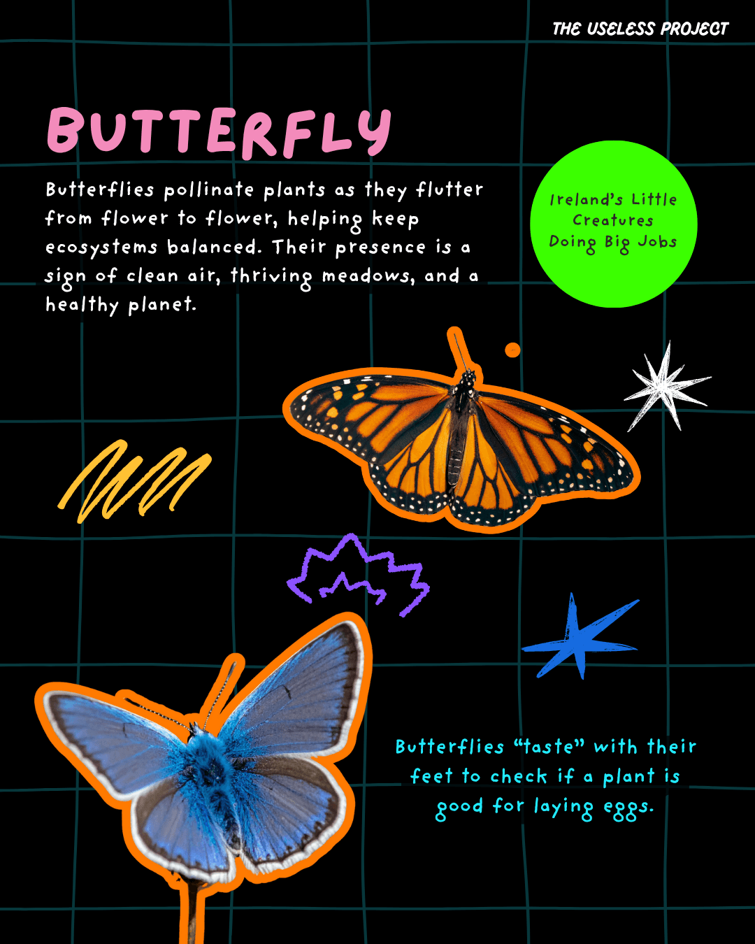 Irish Insects - Image 4