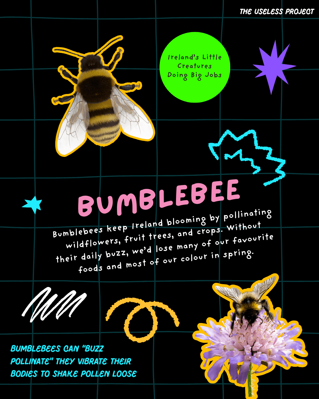 Irish Insects - Image 3