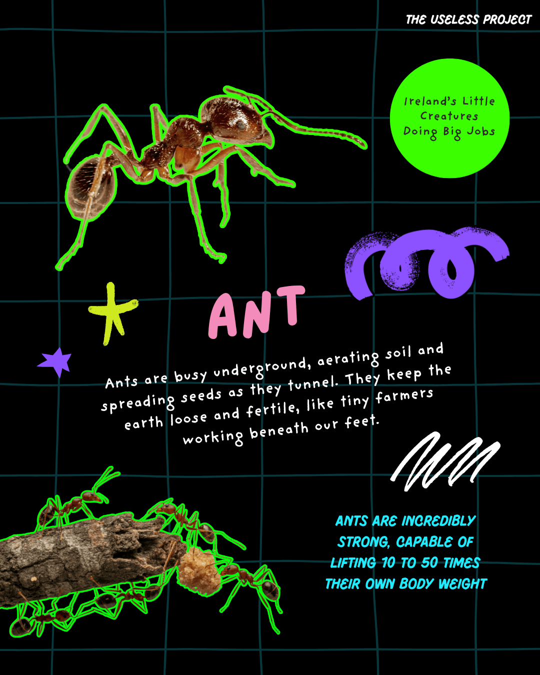 Irish Insects - Image 7