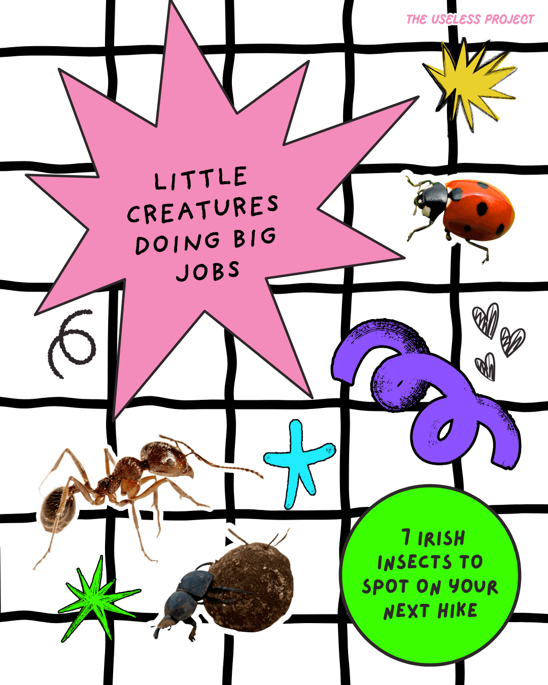 Irish Insects - Image 1
