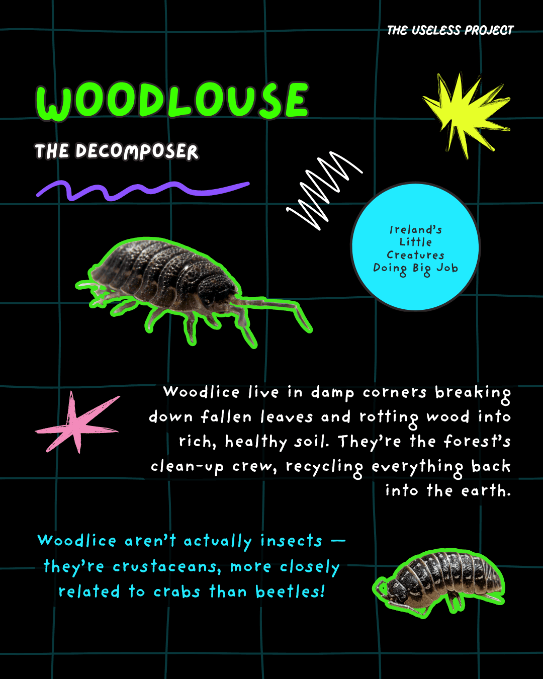 Irish Insects - Image 6